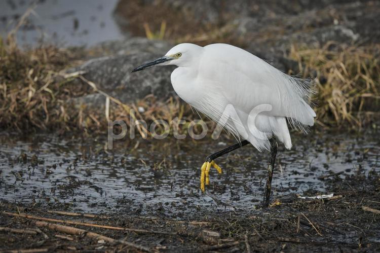 水場でエサを探すコサギ 冬,野鳥,鳥の写真素材