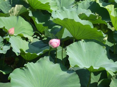 蓮池 蓮池の写真