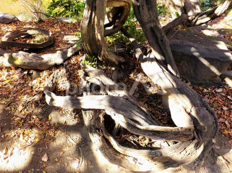 地表に浮き出た大木の根 根,大木,木の写真素材