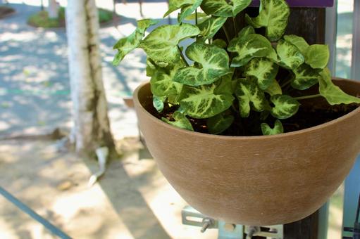 観葉植物を植えている植木鉢 観葉植物を植えている植木鉢 観葉植物,ビニールハウス,植物の写真素材