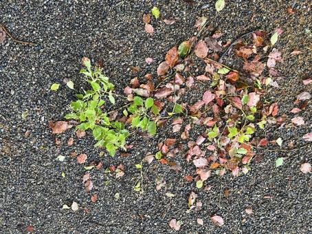 掃きだめの写真