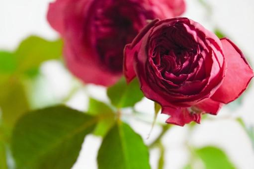 Photo, rose, a red rose, roses, 