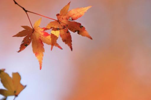 色づく紅葉 色づく紅葉の写真