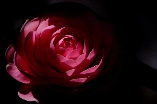 ツバキ ツバキ,一輪,明暗の写真素材