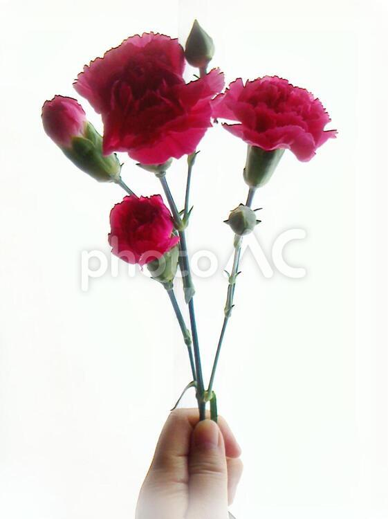 赤いカーネーションを持つ2 花,カーネーション,赤い花の写真素材