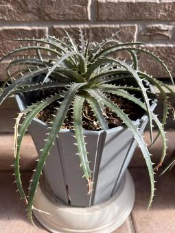 ディッキア①の写真