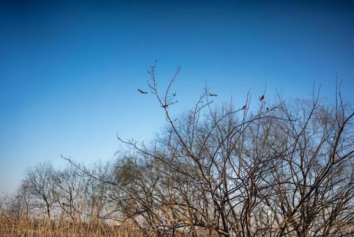 冬の青空と枯れ枝に集う小鳥たち 冬の風景,青空,野鳥の写真素材