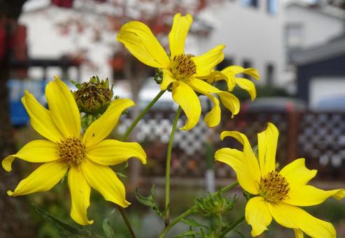 キバナコスモス キバナコスモスの写真