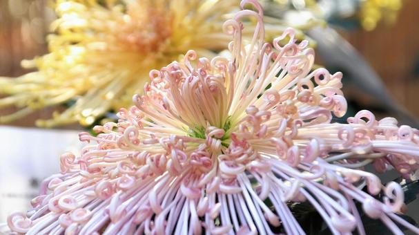 楽寿園の菊まつりにて 菊,秋,花の写真素材