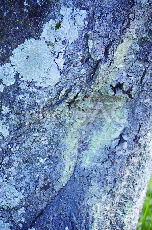 木の表皮 樹木の幹,こけ,庭園の写真素材