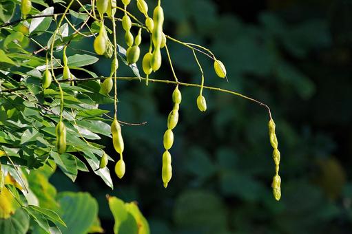 陽射しとエンジュの実 陽射し,エンジュ,槐の写真素材