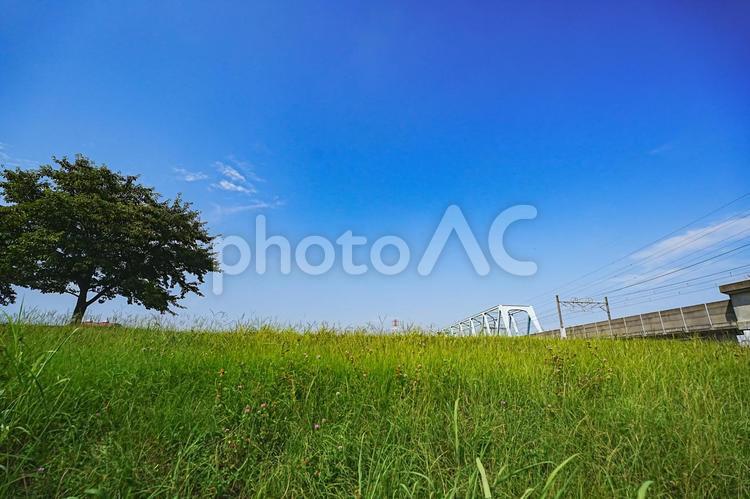 真夏の江戸川土手の青空と緑の木 真夏,青空,江戸川土手の写真素材