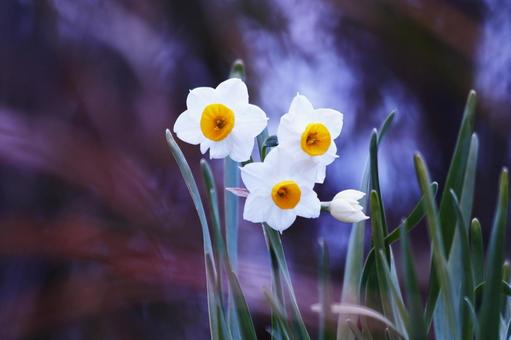 美しい白い水仙の花 美しい白い水仙の花 スイセン,花,水仙の写真素材