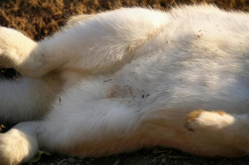 広島県大久野島で眠るウサギ12 うさぎ,睡眠,寝るの写真素材