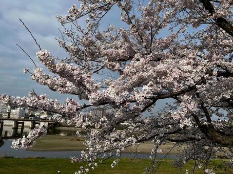 cherry blossoms, JPG