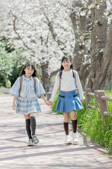 通学する小学生　桜並木 桜,小学生,児童の写真素材