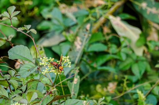 ヒメスズメバチ⑴ ヒメスズメバチ⑴ 蜂,ヒメスズメバチ,昆虫の写真素材