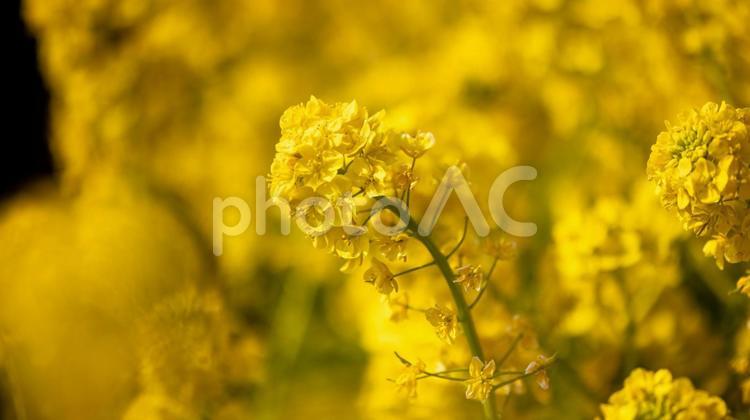 菜の花 菜の花,春,はなの写真素材