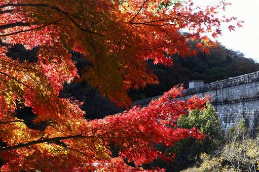 もみじとダム もみじとダム 秋,紅葉,モミジの写真素材
