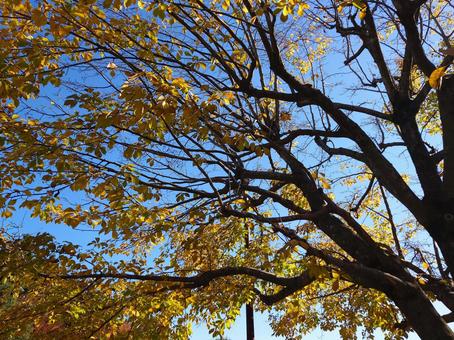 黄色く色づいた日本の秋の紅葉	 紅葉,カエデ,木の葉の写真素材
