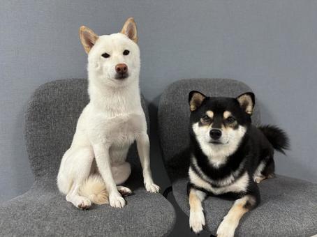 仲良しわんこ 仲良しわんこ 柴犬,白柴,黒柴の写真素材
