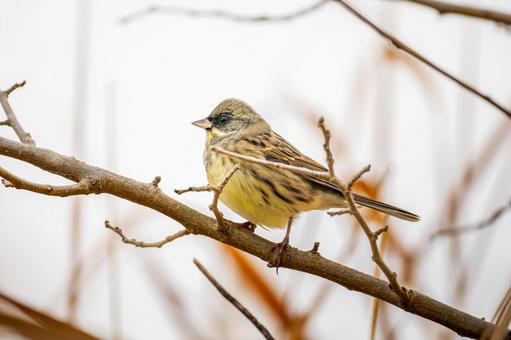 枝にとまるアオジ 枝にとまるアオジ アオジ,野鳥,鳥の写真素材