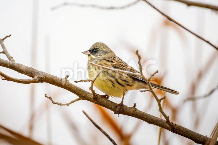 枝にとまるアオジ アオジ,野鳥,鳥の写真素材