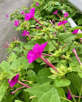 道の脇のおしろい花 道の脇のおしろい花 おしろい花,白粉花科,ピンク色の写真素材