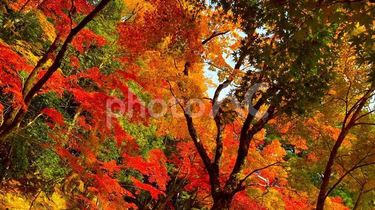 滋賀県東近江市・紅葉の近江「永源寺」の秋 紅葉,秋,近江の写真素材