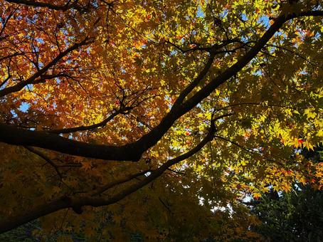 黄色に染まったモミジの下 イロハモミジ,青空,樹木の写真素材