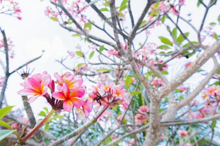 ピンクの花をつけたプルメリアの木 花,プルメリア,南国の写真素材
