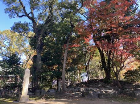 水天宮・紅葉と黄葉 水天宮,福岡県久留米市,神社仏閣の写真素材