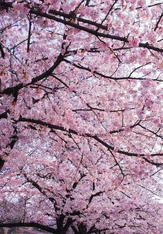ピンクの桜 ピンクの桜の写真