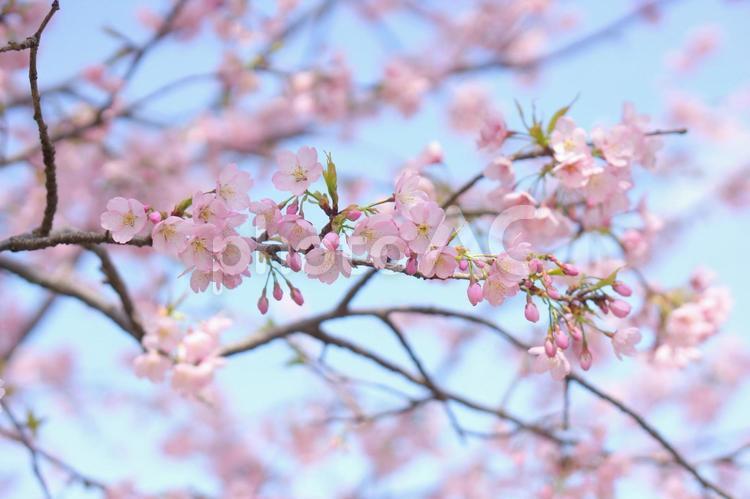ピンク色のさくら　大寒桜 大寒桜,さくら,サクラの写真素材