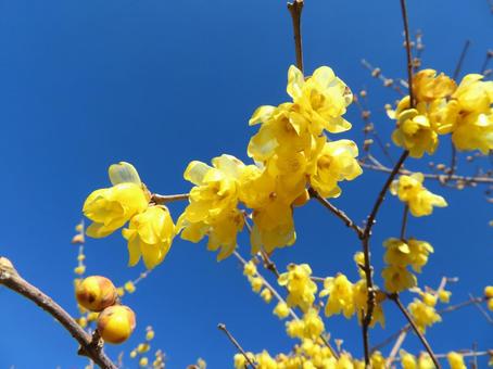 筑波山梅林の蝋梅 ロウバイ,黄色,花の写真素材
