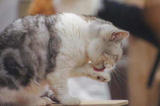 Grooming, JPG Grooming, JPG