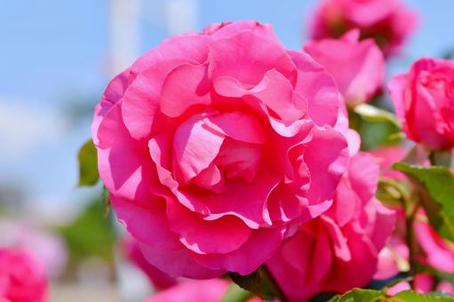 薔薇 うらら 薔薇 うらら 薔薇,うらら,花の写真素材