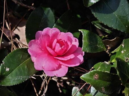 椿の花 つばき,ツバキ,椿の写真素材