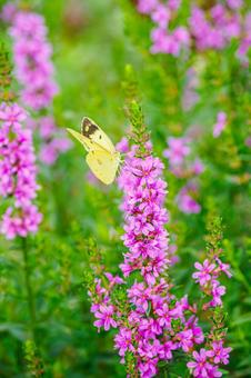 Lythrum salicaria and Colias moth (38), JPG