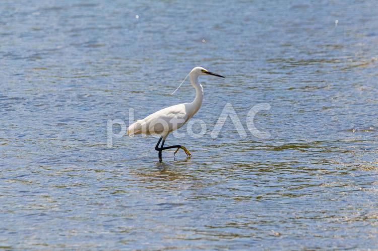 獲物を探すシラサギ 鳥,シラサギ,野鳥の写真素材