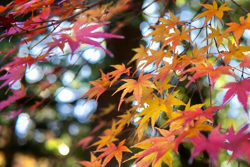 もみじ もみじ,秋,赤いの写真素材