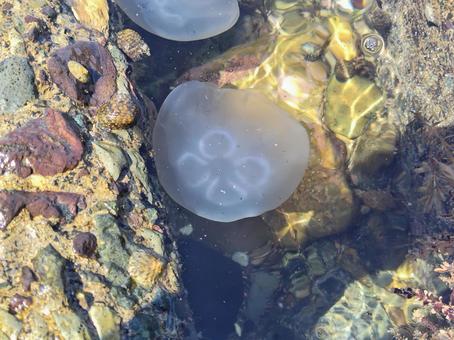 jellyfish, JPG jellyfish, JPG