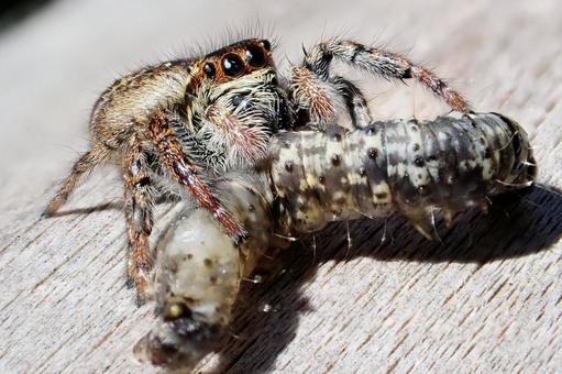 大物を捉えた蜘蛛 蜘蛛,ネコハエトリ,捕獲の写真素材