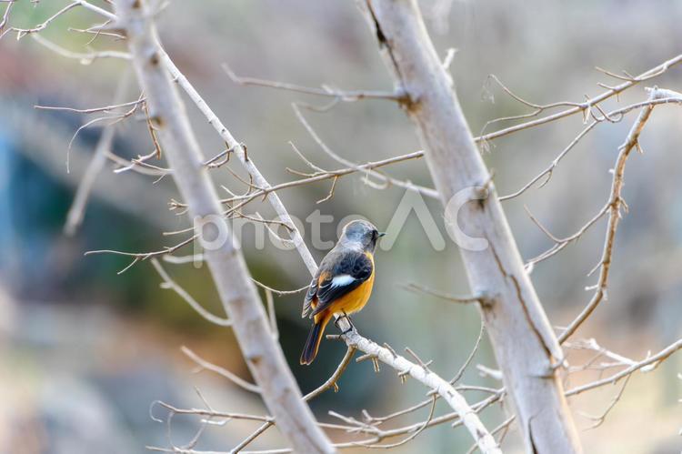 枝の間にとまるジョウビタキ ジョウビタキ,鳥,野鳥の写真素材