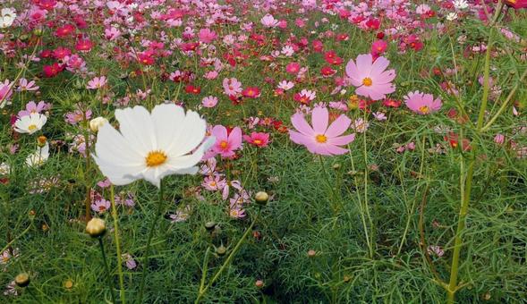 コスモス 秋,秋桜,１０月の写真素材