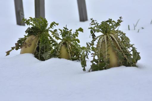 雪の中の大根 雪の中の大根 大根,畑,雪の写真素材