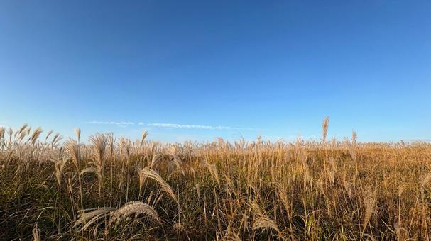 金色のススキの穂の写真