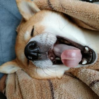 可愛いあくびをする柴犬です！ 犬,シバ,shibainuの写真素材