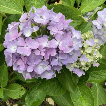 淡い色、紫陽花、パステル 淡い色、紫陽花、パステルの写真