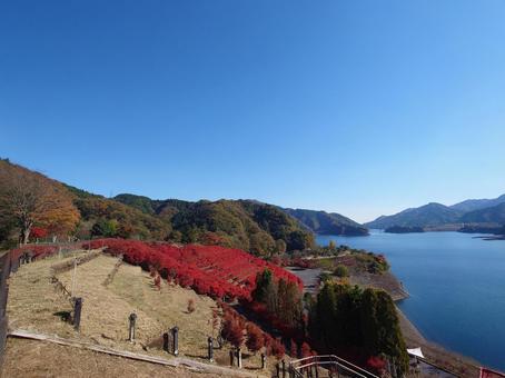 宮ケ瀬湖の紅葉と湖　神奈川県 湖,紅葉,秋の写真素材